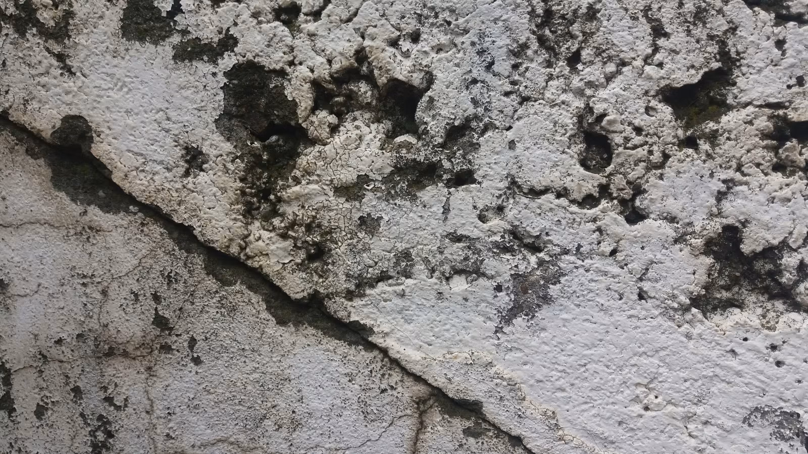 Photograph of mold and microbial contamination